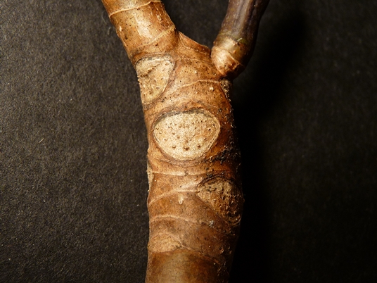 {Magnolia tripetala}